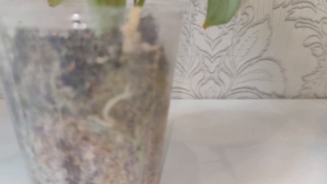 Растения в наличии г. Москва. Алоказия Сильвер Драгон / Alocasia Silver Dragon ? смотреть онлайн