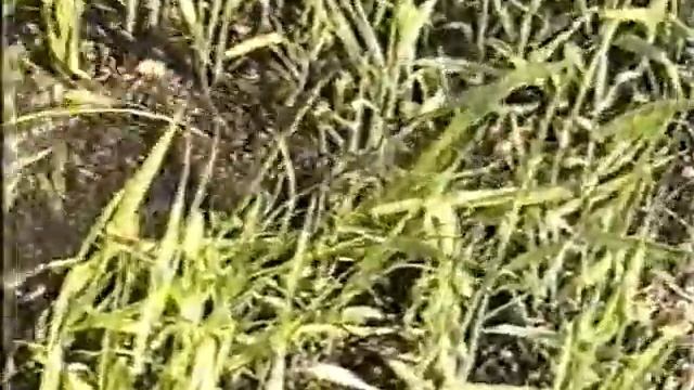 2000 май. Байдарки по Волго-Ахтубинской пойме смотреть онлайн