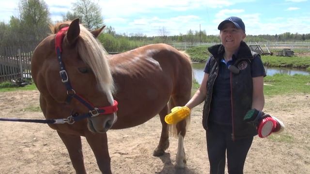 Чистка лошади смотреть онлайн