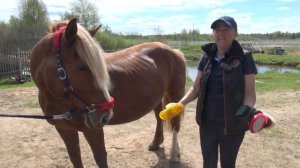 Чистка лошади