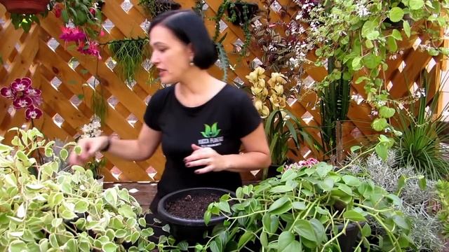 Peperômia Pendente - Peperomia scandens ou Peperomia serpens смотреть онлайн