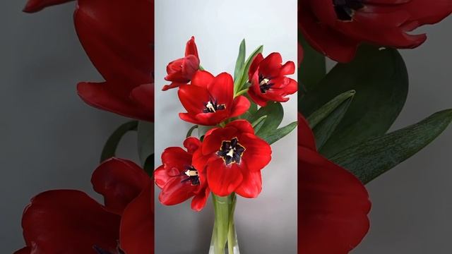 Тюльпаны - символ счастья. Позитив от ? Марселя. The tulip opens. смотреть онлайн