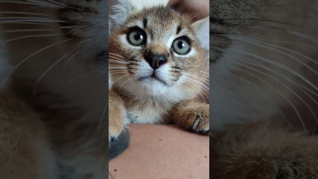 Мини Каракал идёт с папой в душ )) #caracal #каракал #cute #caracat #сервал #cat #serval смотреть онлайн