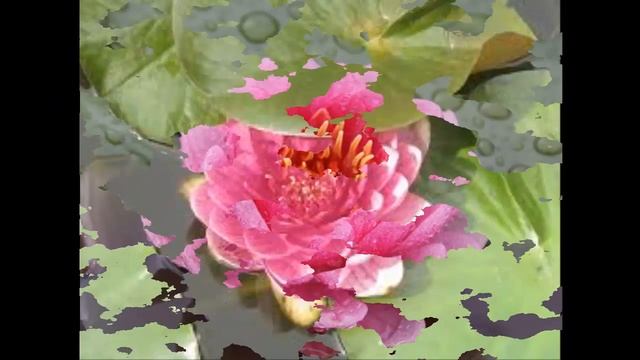 #Кувшинки #Нимфеи красные1 Декоративные #растения смотреть онлайн