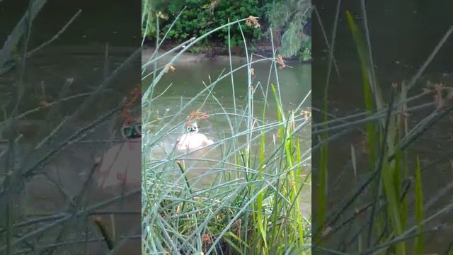 Мы с Егором на речке. ( Это было летом) смотреть онлайн