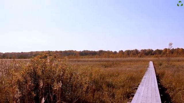 Виртуальная прогулка в солнечный день Лесная прогулка по экотропе заказника. Вышка орнитолога смотреть онлайн