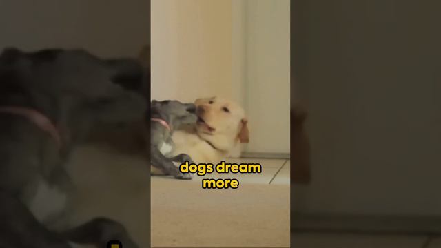 Inside Dogs' Dreams: Do They Remember Us? смотреть онлайн
