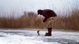 Жерлицы. Ловля щуки. Мормышка. Ловля окуня. Зимняя рыбалка.