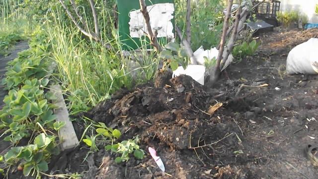 Как посадить киви у себя на участке. смотреть онлайн