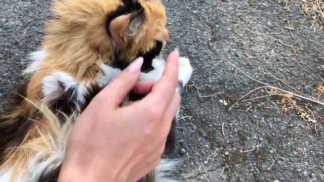 Покупки косметики, новый тренинг, вернуть деньги за плохую работу ♥ Lucky Lina смотреть онлайн