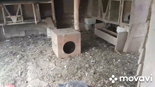 ЖИВЕМ В ДЕРЕВНЕ/ БЕЛАРУСЬ.Завалило листьями.