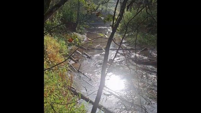 Старинный ручей. Релаксация. Сон. Для себя так-то)) смотреть онлайн