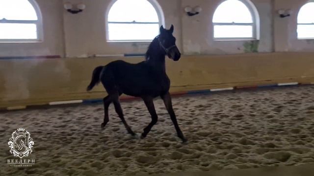 Жеребец ХВАЛЕНЫЙ WD, 2023 г.р.  #жеребятаотHochmeister