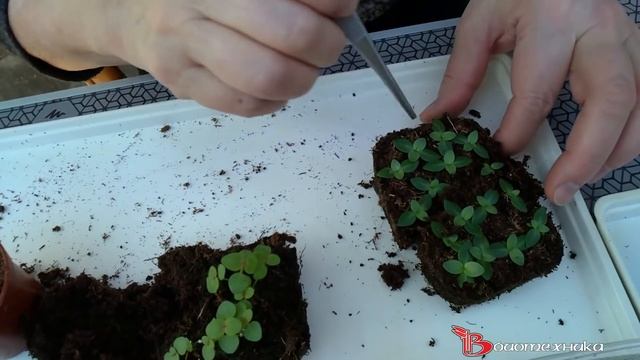 Тайны выращивания ЭУСТОМЫ от посева до цветения. смотреть онлайн