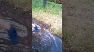 Пацан купается в канвве