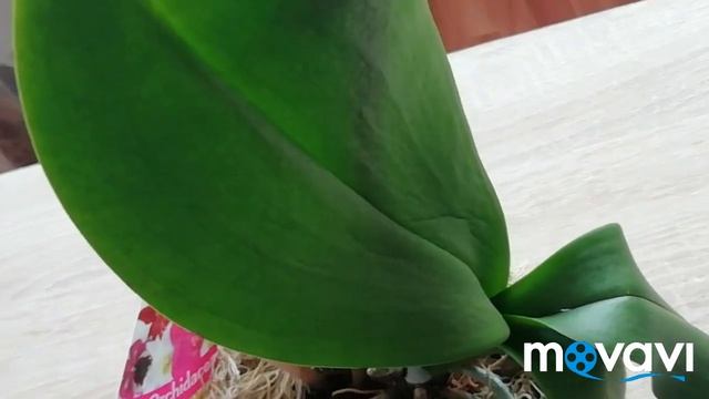 Орхидеи Домашнее Цветение/Первое домашнее цветение моих мультифлор!!! смотреть онлайн