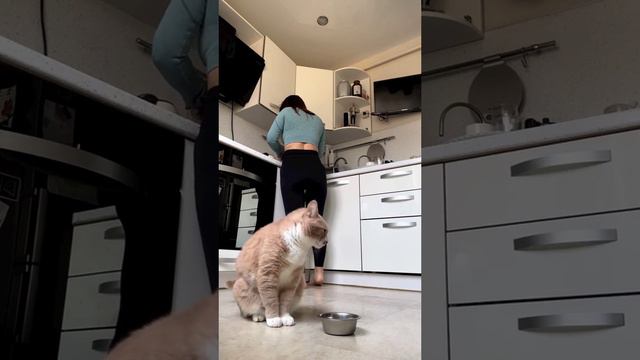 вечно голодный кот смотреть онлайн