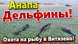 ЭКСКЛЮЗИВ! БЕШЕНАЯ ОХОТА ДЕЛЬФИНОВ НА РЫБУ У БЕРЕГА В ВИТЯЗЕВО!