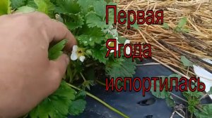 КЛУБНИКА Главный секрет хорошего урожая .