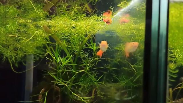 Родились мальки гуппи гибриды от Full Red Albino и Dumbo platinum red tail. Смотрим что получилось! смотреть онлайн