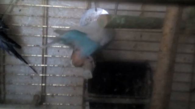 28 апреля 2018 г.ОГРОМНАЯ НАСЛЕДСТВЕННАЯ генетическая ОПУХОЛЬ У ПОПУГАЯ