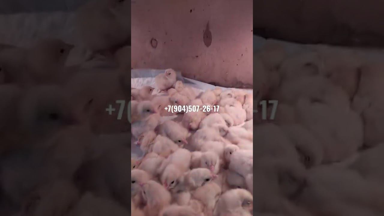 Кобб 500 суточный молодняк. станица Багаевская. Вывод 13 мая 2022 года. Можем осуществить доставку. смотреть онлайн