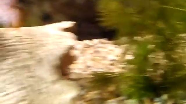 Лялиусы, макрогнатус глазчатый, акантофтальмус кюля, анциструс играют ^^ смотреть онлайн