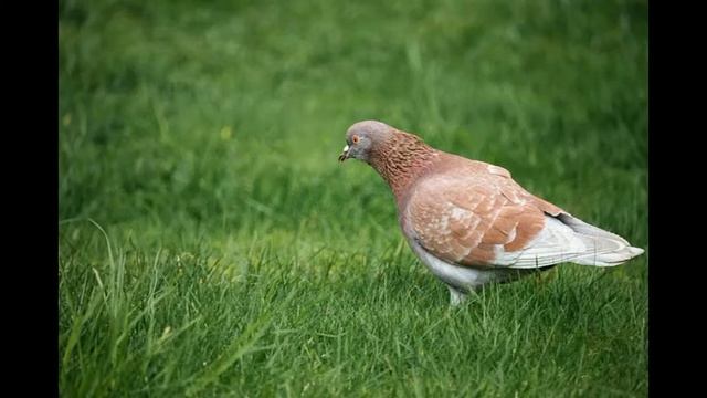 WHEN YOU SEE A DEAD PIGEON BIRD WHAT DOES IT MEAN ? смотреть онлайн