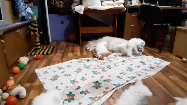 Белые малыши. samoyed puppies Щенки самоеда кусаю маму смотреть онлайн
