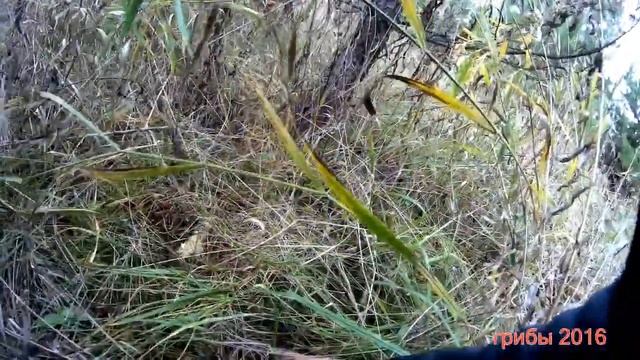 рыжики смотреть онлайн