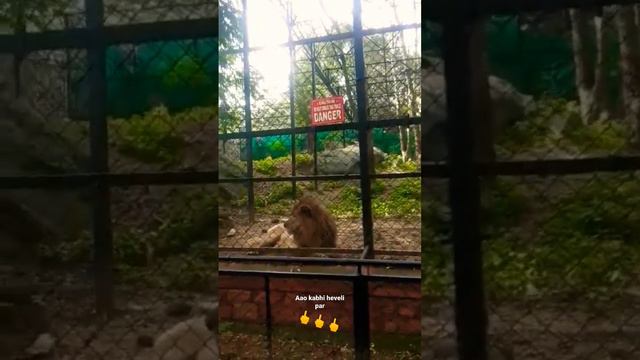 Bangalore zoo king😈😈😈🌚 смотреть онлайн