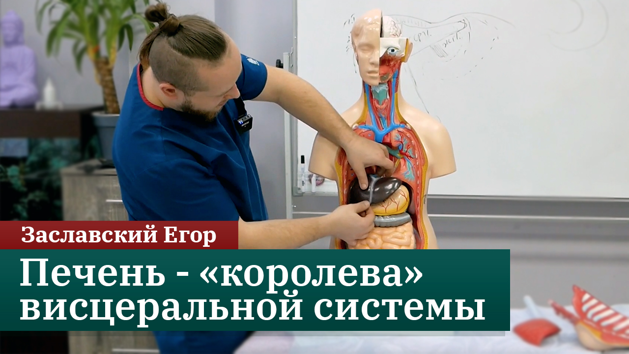 Печень - «королева» висцеральной системы. Заславский Егор смотреть онлайн
