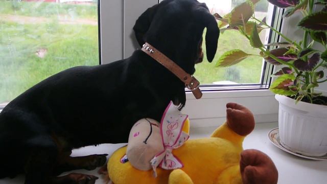 Такса позирует dachshund posing смотреть онлайн