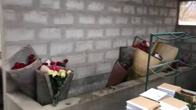 Зал обработки цветка на плантации роз в Эквадоре смотреть онлайн