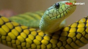 Туш табири - Тушда илон куриш