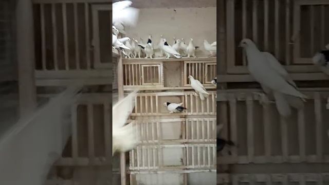 Бакинские шейки и белые. смотреть онлайн