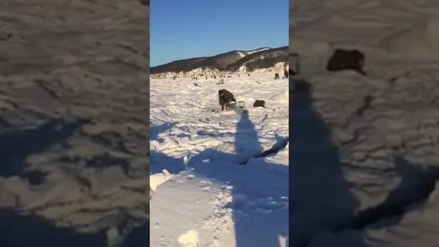 Самая экстремальная рыбалка в Мире-это на корюшку... смотреть онлайн