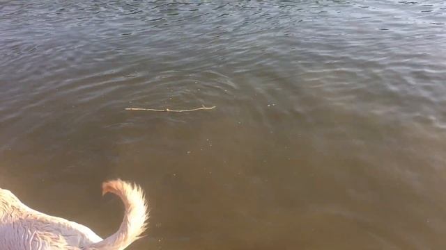 Река ДОН и Река Хопёр. ОТДЫХ С ПАЛАТКАМИ. ЛЕТО 2019 смотреть онлайн