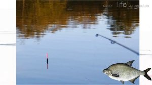 Руководство по ловле леща в апреле от а до я! Тонкости ловли леща весной в апреле!