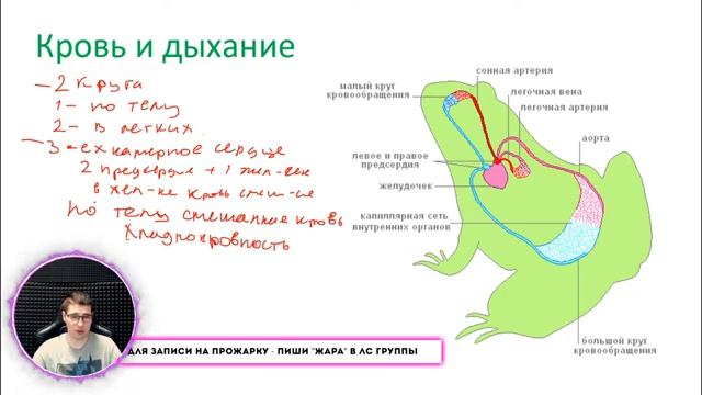 Биология: Любимые французские лапки (амфибии) смотреть онлайн