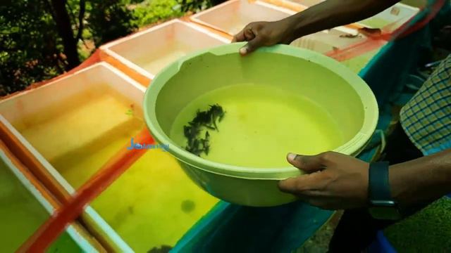 Angel fish care tips | Angel fish breeding | Malayalam смотреть онлайн