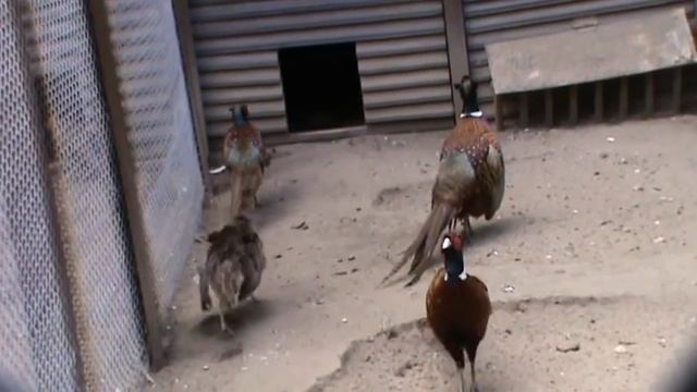 В ПОИСКАХ ЗОЛОТОГО БАТОНА Н Каховка Киев,Межгорье бывшая резиденция Януковича смотреть онлайн