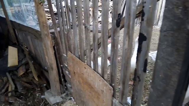 Томат Лягушка царевна. смотреть онлайн