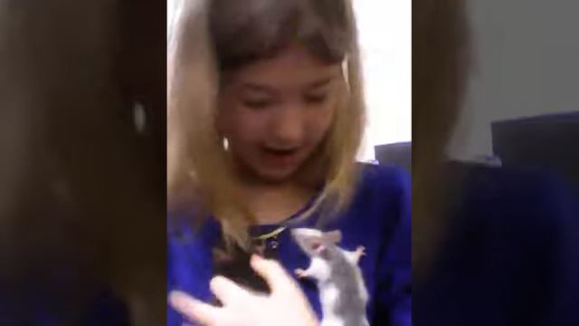 Мои декоративные крысы рассказывал о них крысы настоящие смотреть онлайн