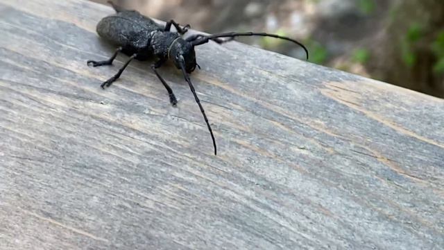 Жук усач смотреть онлайн