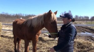Как быстро из куска верёвки сделать недоуздок