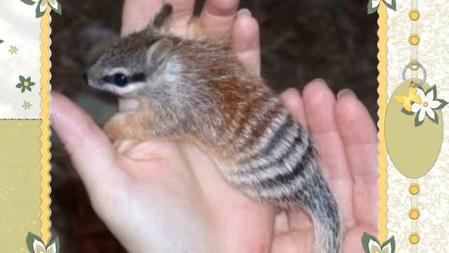 Фотоальбом: животный мир Австралии смотреть онлайн