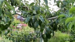 Летняя обрезка груши?, удаляем «волчки»?