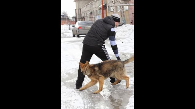 тренировка собак спасателей (щенки) смотреть онлайн