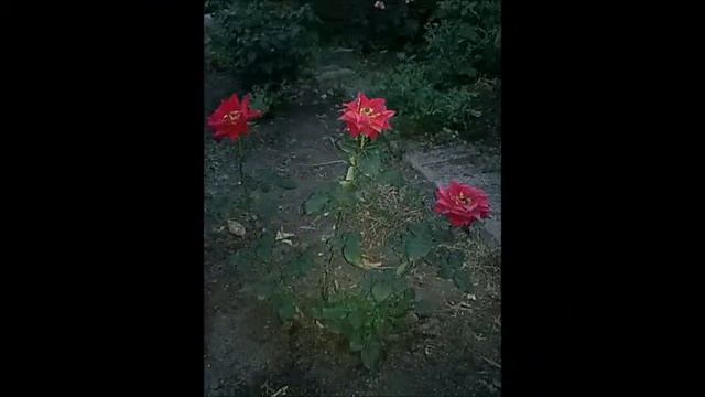 Все цветы смотреть онлайн